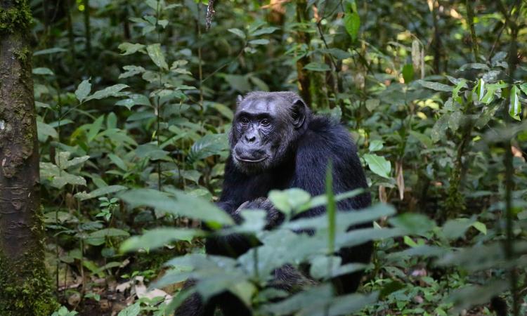 Visit The Chimpanzee Natural Habitat in Uganda 